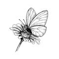 Butterfly on a flower. Hand-drawn black and white sketch. Vector illustration isolated on white