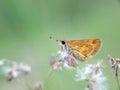 Butterfly and flower