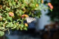 Butterfly on flower, harbinger of summer