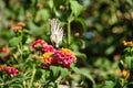 Butterfly on flower, harbinger of summer