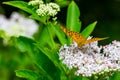 The butterfly on the flower of the Sambucus nigra