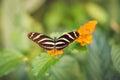 Butterfly on flower - Heliconius charithonia, the zebra longwing or zebra heliconian -