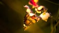 Butterfly with flower in high dinamic range