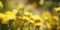 butterfly on flower Image of monarch butterfly on sunflower with blurred background Nature stock photo of insect close up The most Royalty Free Stock Photo