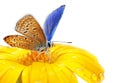 Butterfly on flower Royalty Free Stock Photo