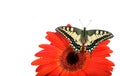 Butterfly on a flower isolated on white. Gerbera flower. Swallowtail butterfly, Papilio machaon. copy spaces. Royalty Free Stock Photo