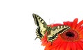 Butterfly on a flower isolated on white. Gerbera flower. Swallowtail butterfly, Papilio machaon. copy spaces. Royalty Free Stock Photo