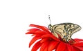 Butterfly on a flower isolated on white. Gerbera flower. Swallowtail butterfly, Papilio machaon. copy spaces. Royalty Free Stock Photo