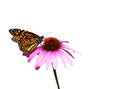 Butterfly on flower isolated on white Royalty Free Stock Photo