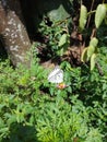 Butterfly and flower kenikir