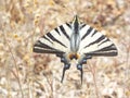 Butterfly on a flower