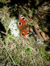 butterfly on flower