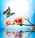 Butterfly and flower magnolia Royalty Free Stock Photo