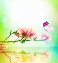 Butterfly and flower magnolia Royalty Free Stock Photo