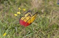 Butterfly on flower Royalty Free Stock Photo