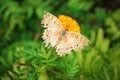 Butterfly on flower.