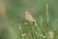 Butterfly on a Flower in the Meadow, Nature Series. Macro. Close-up images