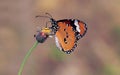 Butterfly flower morning activity in garden Royalty Free Stock Photo