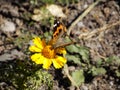 Butterfly on flower in morning sunshine