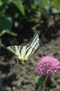 Butterfly and flower Royalty Free Stock Photo