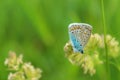 Butterfly on a flower