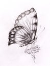 Butterfly with flower. Original hand draw. White background. Royalty Free Stock Photo