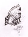 Butterfly with flower. Original hand draw. White background.