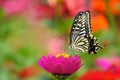 Butterfly and flower Royalty Free Stock Photo