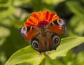 Butterfly on a flower