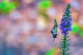 Butterfly on flower