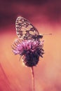 Butterfly on flower