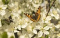 Butterfly on flower plum tree