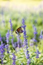 Butterfly with Flower. Royalty Free Stock Photo