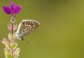 Butterfly and Flower