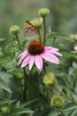 Butterfly and flower - Signs of Spring