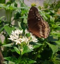 Butterfly on a flower