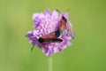 Butterfly on flower