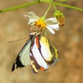 Butterfly on Flower