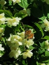 Butterfly on flower