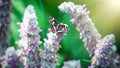 Butterfly on flower Stachys byzantina, lamb's-ear, woolly hedgenettle, Stachys lanata, olympica fluffy white plants Royalty Free Stock Photo