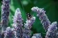 Butterfly on flower Stachys byzantina, lamb's-ear, woolly hedgenettle, Stachys lanata, olympica fluffy white plants with Royalty Free Stock Photo