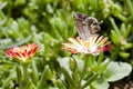 Butterfly on a flower succulent plant Delosperma