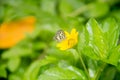 Butterfly on flower