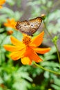 Butterfly on a flower Royalty Free Stock Photo