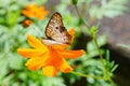 Butterfly on a flower Royalty Free Stock Photo