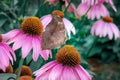 Butterfly And Flower in tourist park Royalty Free Stock Photo