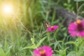 Butterfly on flower in tropical garden Royalty Free Stock Photo