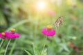 Butterfly on flower in tropical garden Royalty Free Stock Photo