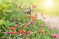 Butterfly on flower in tropical garden Royalty Free Stock Photo