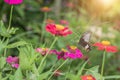 Butterfly on flower in tropical garden Royalty Free Stock Photo